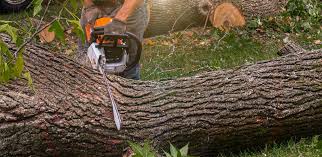 Best Stump Grinding and Removal  in Latrobe, PA