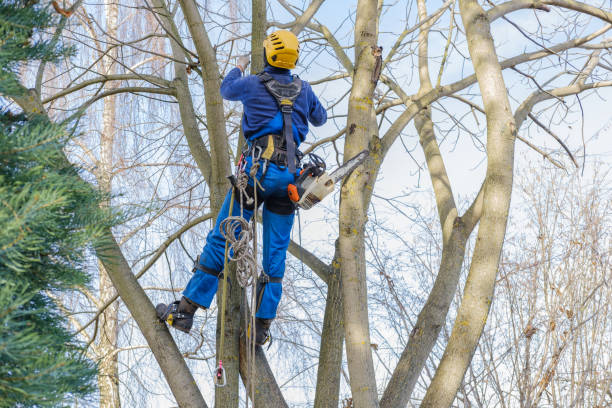 How Our Tree Care Process Works  in  Latrobe, PA
