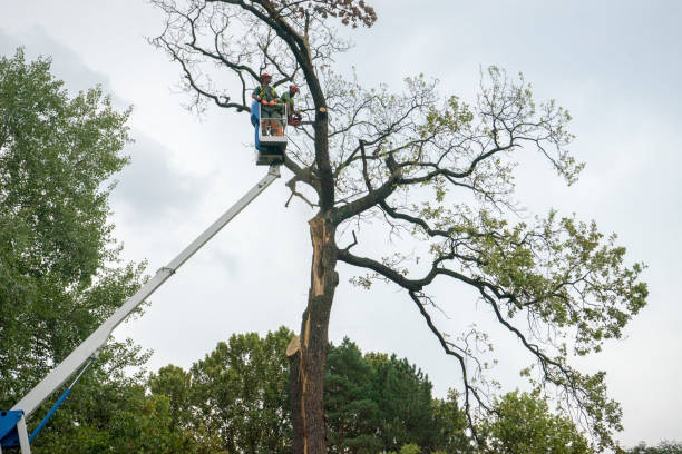 Best Storm Damage Tree Cleanup  in Latrobe, PA