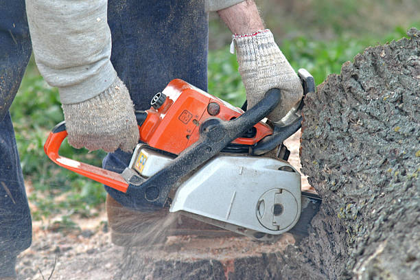 Best Lawn Pest Prevention  in Latrobe, PA