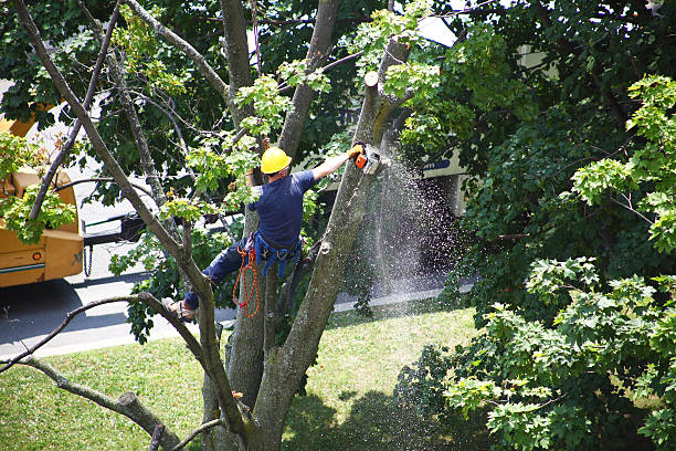 Lawn Pest Prevention in Latrobe, PA