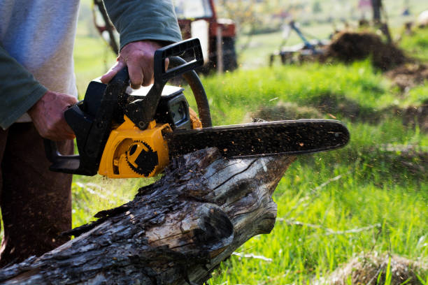 Best Stump Grinding and Removal  in Latrobe, PA